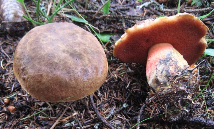 Bosco di abeti sulle Dolomiti, 1700 m